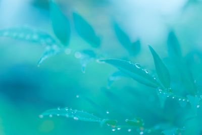 Close-up of water drops on leaves