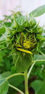 Close-up of green plant