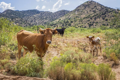 Cows grazing in field