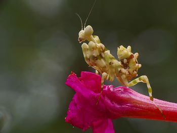 Close-up of insect on flower