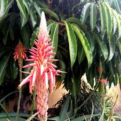 Close-up of red flowering plant