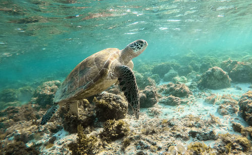 View of turtle swimming in sea