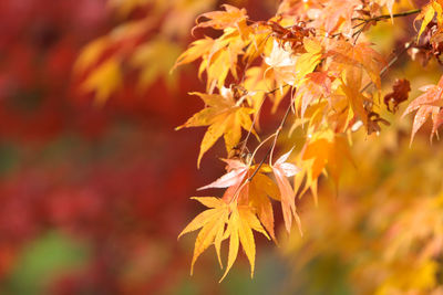 Close-up of orange flowers