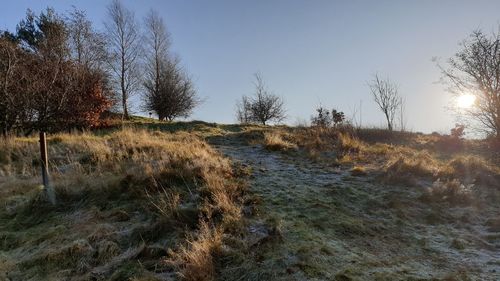 Bare trees on field against clear sky