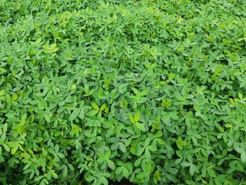 Full frame shot of leaves on field