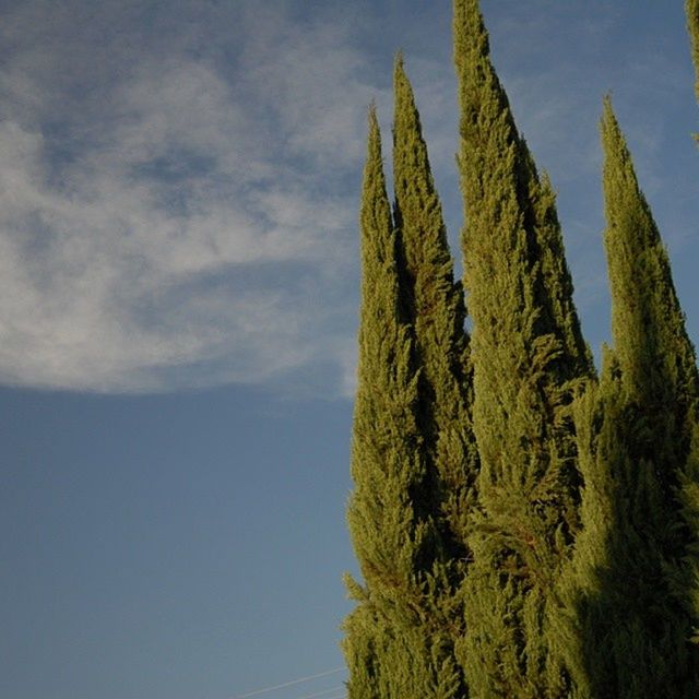 tree, sky, tranquility, low angle view, growth, nature, tranquil scene, beauty in nature, scenics, green color, cloud - sky, cloud, blue, day, outdoors, idyllic, no people, tree trunk, non-urban scene, branch