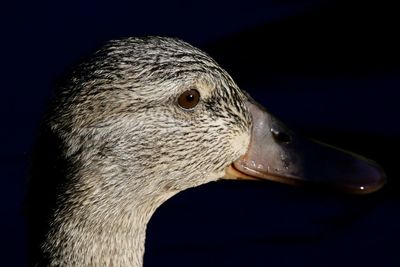 Close-up of a bird against black background