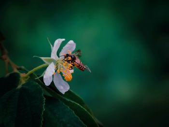 Close-up of bee pollinating on flower