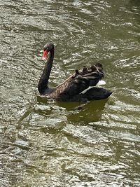 Black swan swimming in lake