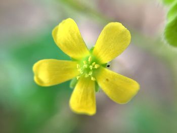 Close-up of yellow flowering plant