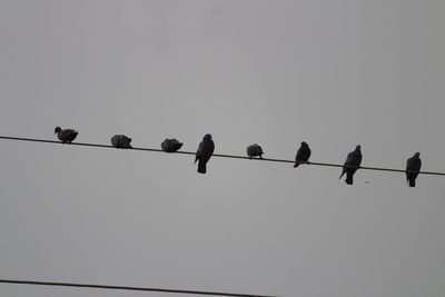Low angle view of silhouette birds perching on cable against clear sky