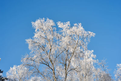 Low angle view of flower tree against clear blue sky