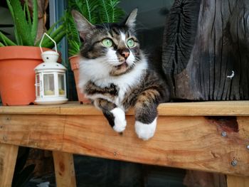 Portrait of cat sitting on wood