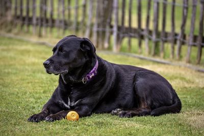 Black dog relaxing on field