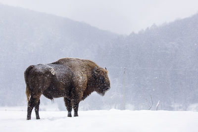 View of an animal on snow covered land