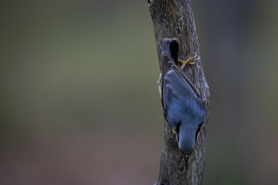 Close-up of bird perching on a tree