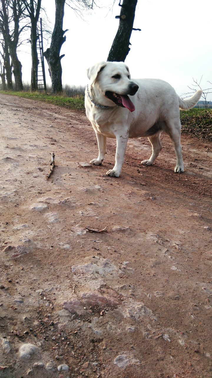 animal themes, domestic animals, dog, pets, mammal, one animal, full length, white color, looking at camera, tree, standing, portrait, pet collar, field, two animals, front view, zoology, sitting, vertebrate, nature