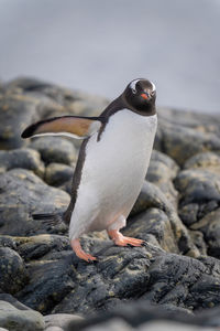 Gentoo penguin on rocks balancing with flippers