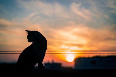 Silhouette of a cat sitting on ground during sunset