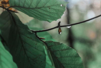 Close-up of wet plant leaves