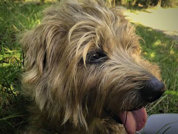 Close-up of a dog on field