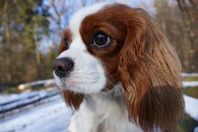 Close-up of cavalier king charles spaniel dog looking away