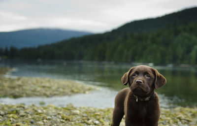 Dog standing on pebbles by lake with trees