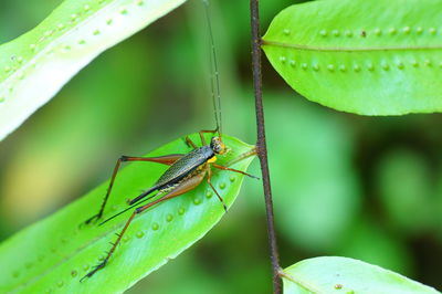 Close-up of insect on leaf