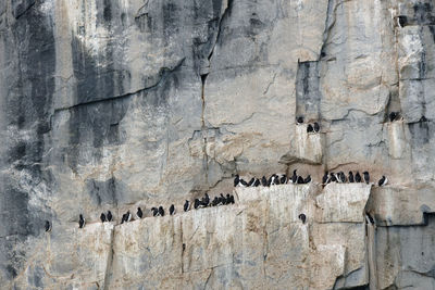 Guillemots nesting at the steep cliffs of alkefjellet, svalbard