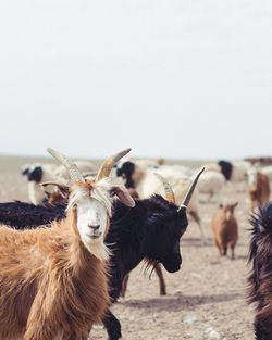 Goats standing on land against sky