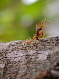 Close-up of ant on tree trunk