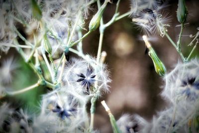 Close-up of cactus