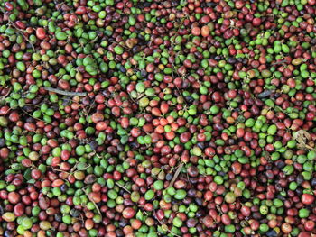 Full frame shot of blueberries