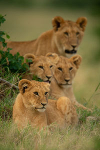 Lion cub lying in grass near others