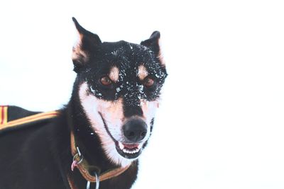 Portrait of black dog on snow