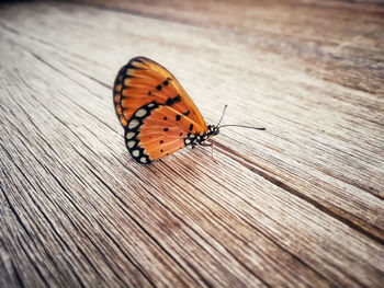 Close-up of butterfly on plank