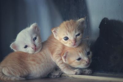 Cats relaxing in a room