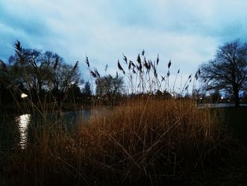 Plants growing on land against sky