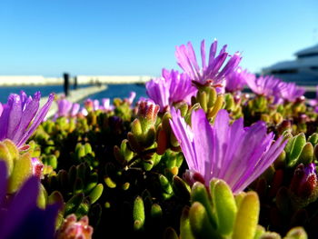 Close-up of pink flowers blooming against sky