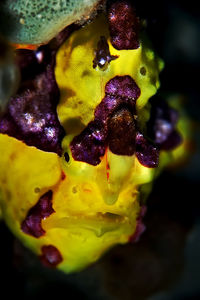 Close-up of yellow flower