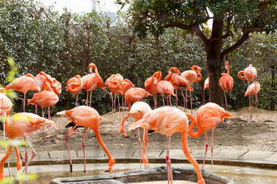 Flamingos against trees