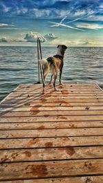 Dog standing on wood by sea against sky