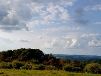 Trees on landscape against sky