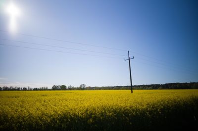 Scenic view of oilseed rape field against clear sky