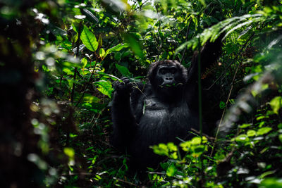 Mountain gorilla in bwindi impenetrable forest national park, uganda.