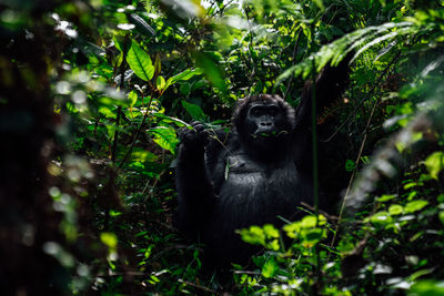 Monkey sitting on tree