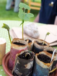 Close-up of potted plant on table