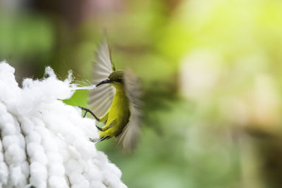 Close-up of a bird on white flower