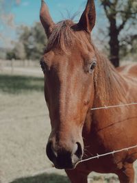 Close-up portrait of a horse