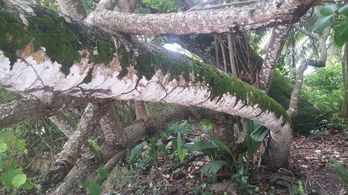 Plants growing on tree trunk